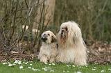 LHASSA APSO 198